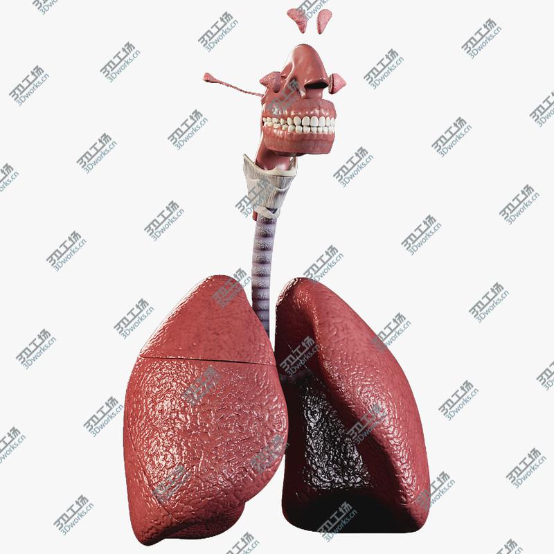 images/goods_img/2021040161/3D model Man Respiratory System/1.jpg